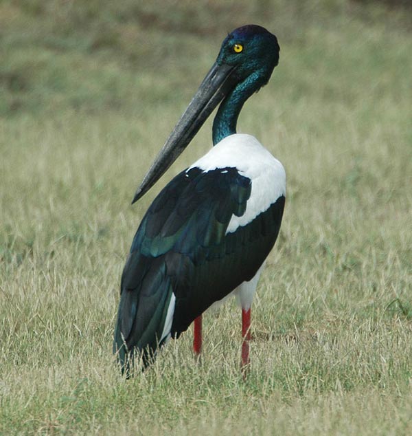 Black-necked Stork (Ephippiorhynchus asiaticus) by Nikhil Devasar