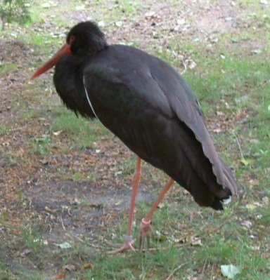 Black Stork (Ciconia nigra) ©WikiC