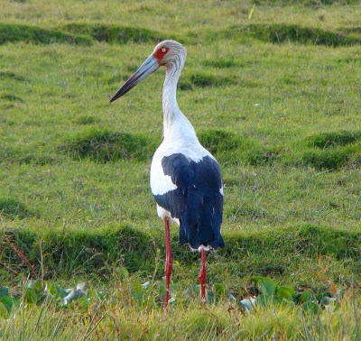 Maguari Stork (Ciconia maguari) ©©ClaudioTimm
