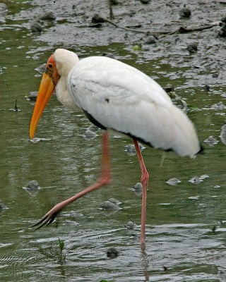 Milky Stork (Mycteria cinerea) ©©LipKee