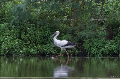 Oriental Stork (Ciconia boyciana) ©©Hiyashi Haka