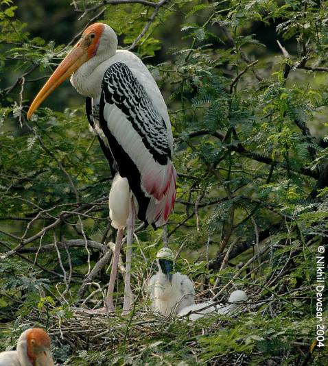 Painted Stork (Mycteria leucocephala) w young by Nikhil Devasar