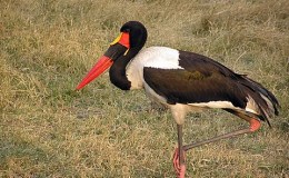 Scripture Alphabet of Animals: The&nbsp;Stork