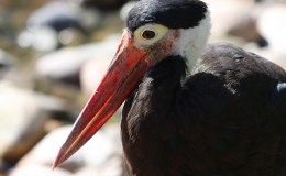 Lee’s Four Word Thursday –&nbsp;6/8/17