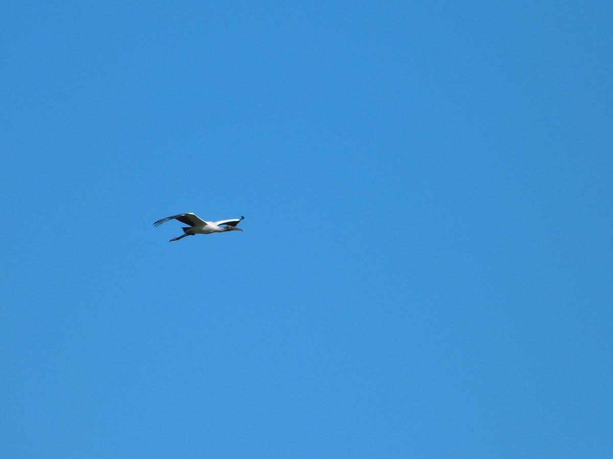Wood Stork (Mycteria americana) by Lee