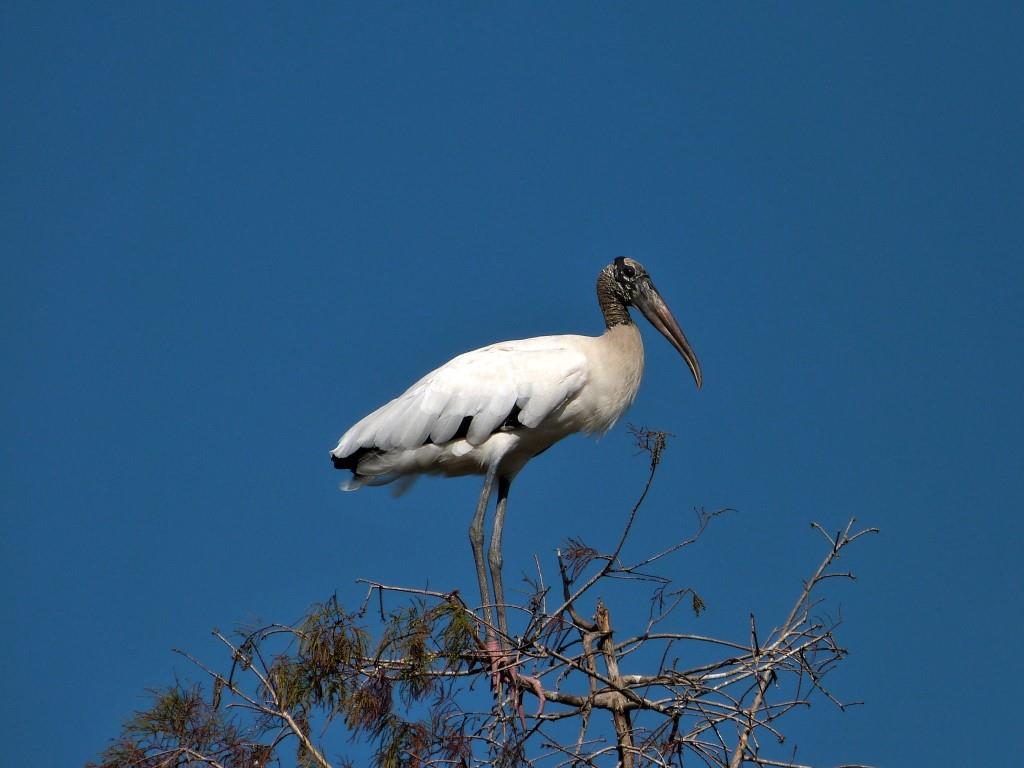 Wood Stork (Mycteria americana) by Lee