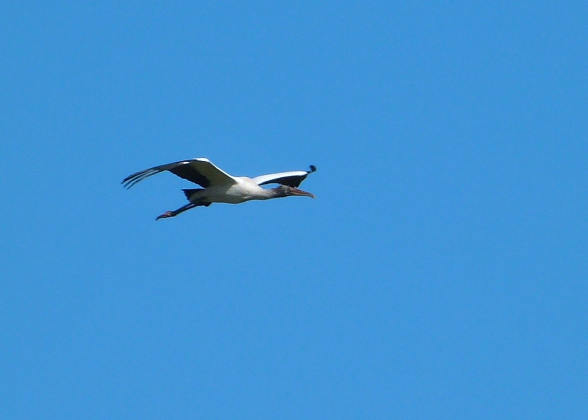 Wood Stork (Mycteria americana) by Lee Cropped