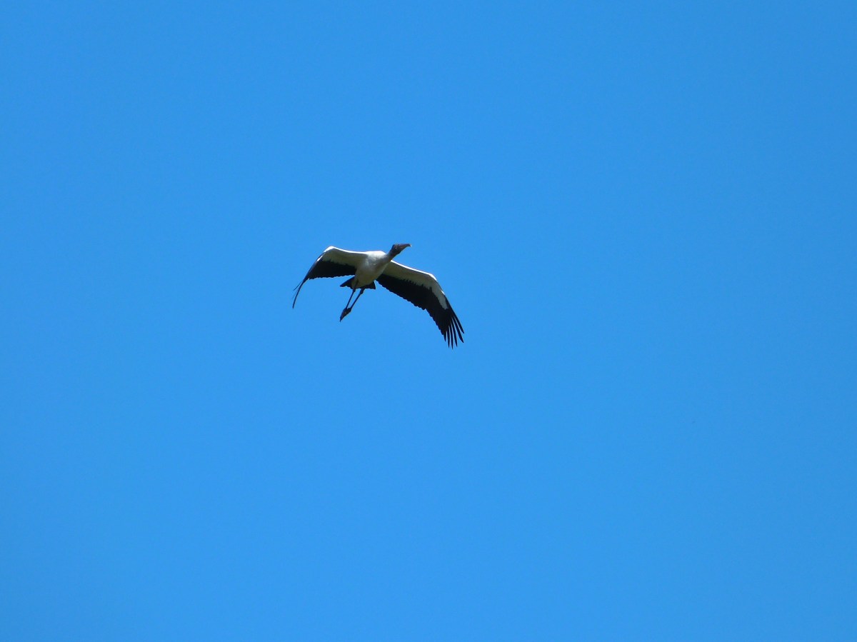Wood Stork (Mycteria americana) by Lee