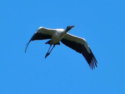 Wood Stork (Mycteria americana) by Lee Cropped