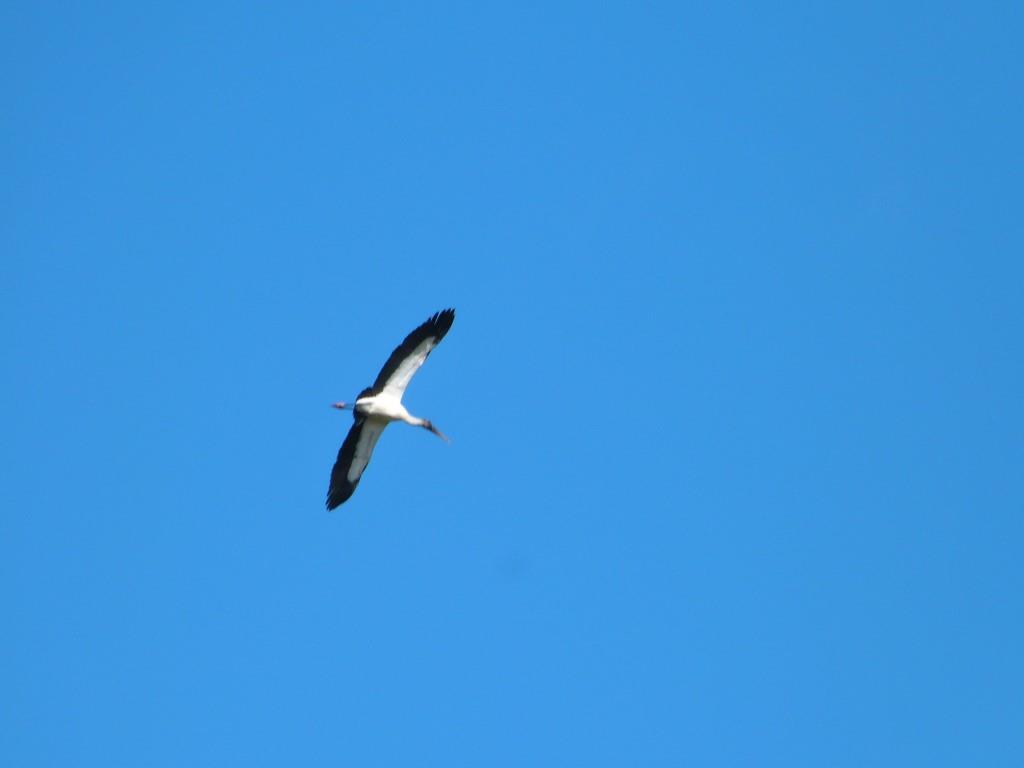 Wood Stork (Mycteria americana) by Lee