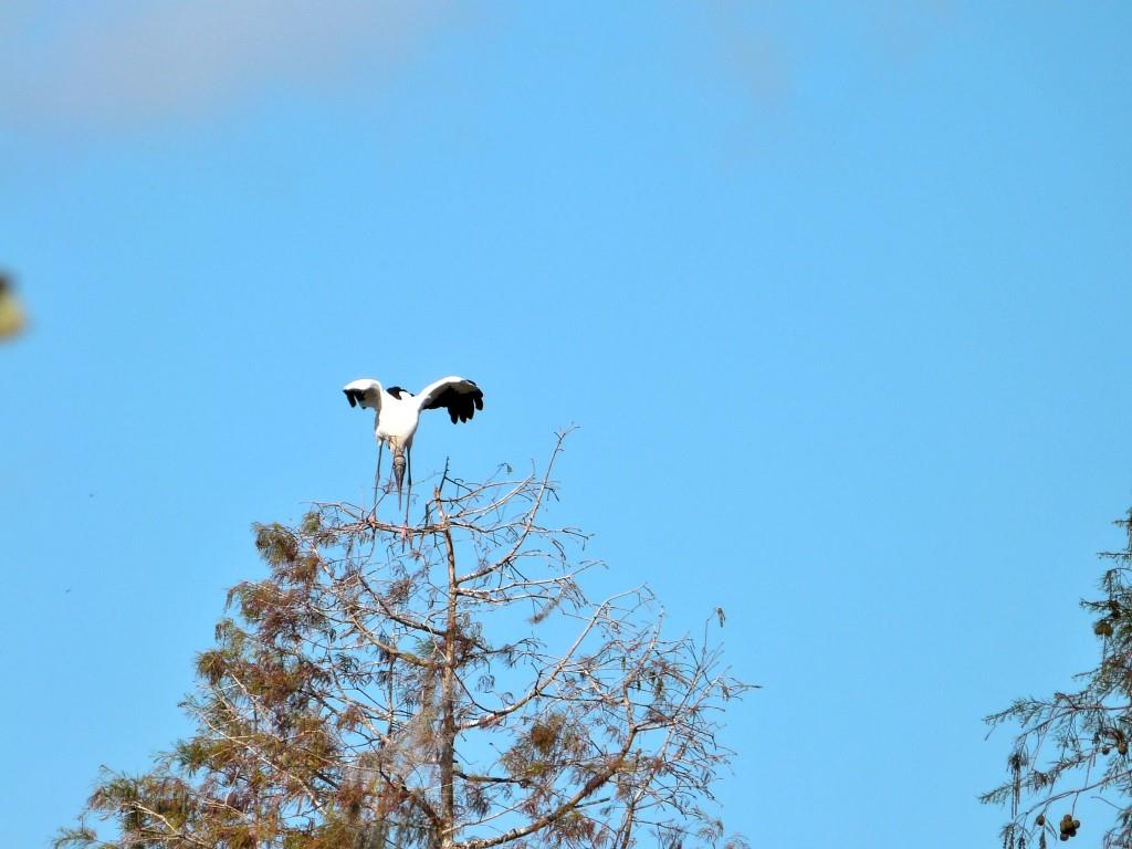 Wood Stork (Mycteria americana) by Lee Landing