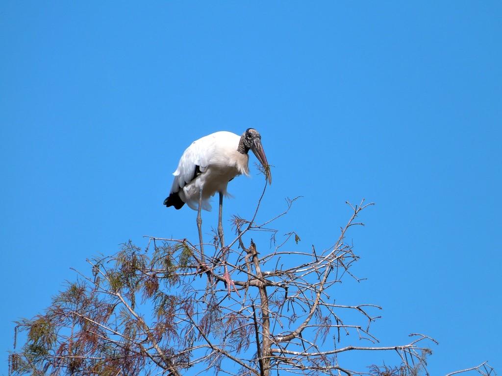 Wood Stork (Mycteria americana) by Lee