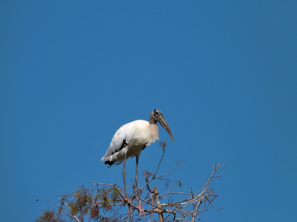 Wood Stork (Mycteria americana) by Lee Zoomed