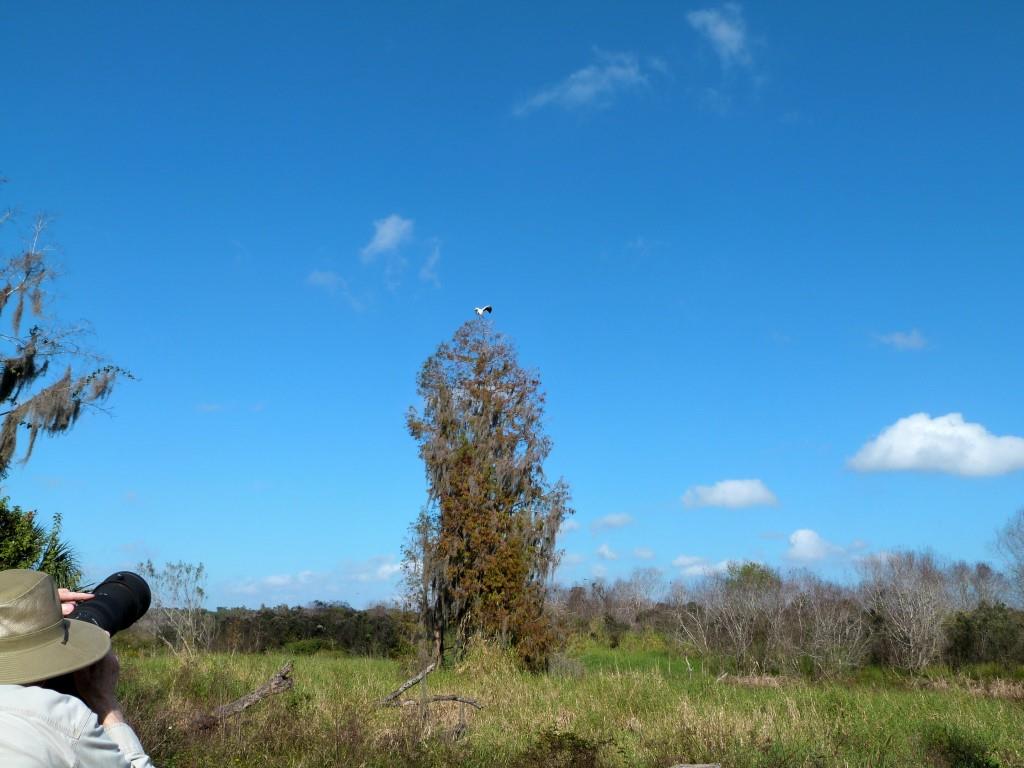 Wood Stork (Mycteria americana) Landing by Lee
