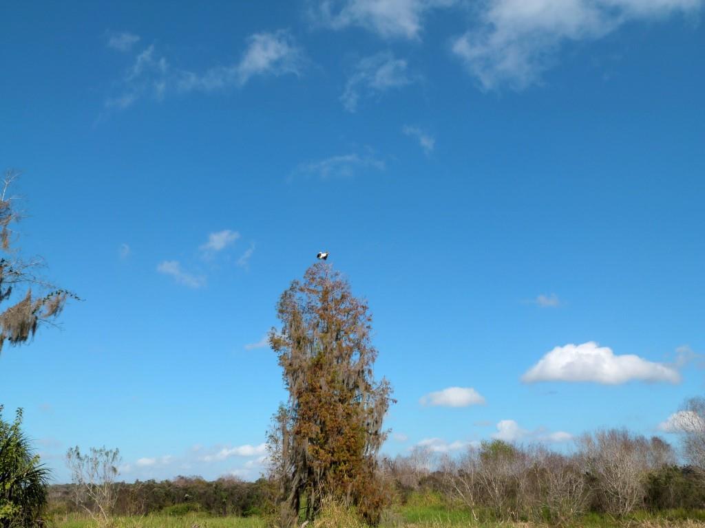 Wood Stork (Mycteria americana) by Lee