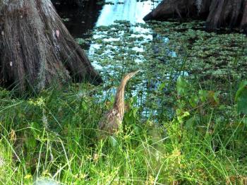 American Bittern (Botaurus lentiginosus) by Lee