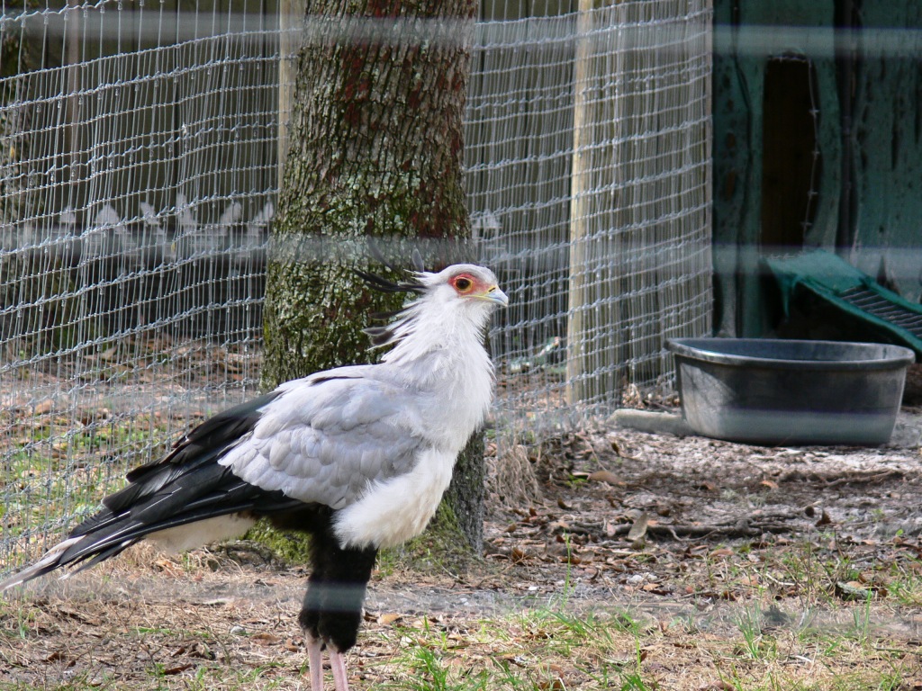 Secretarybird (Sagittarius serpentarius) by Lee
