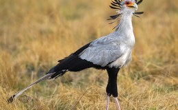 The Race Between The Secretary&nbsp;Birds