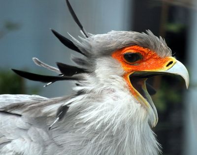 Secretarybird (Sagittarius serpentarius) with open beak ©WikiC