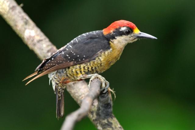 Black-cheeked Woodpecker (Melanerpes pucherani) by Reinier Munguia