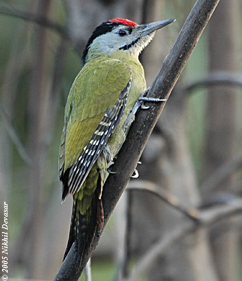 Grey-headed Woodpecker (Picus canus) by Nikhil Devasar