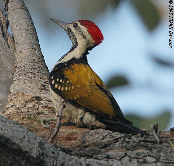 Lesser Goldenback (Dinopium benghalense) by Nikhil Devasar