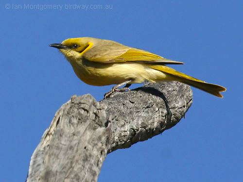 Grey-fronted Honeyeater (Lichenostomus plumulus) by Ian at Birdway