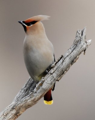Bohemian Waxwing (Bombycilla garrulus) © Paul Higgins