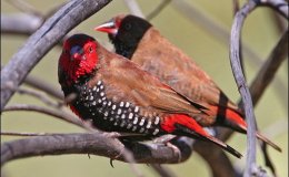 More about Latin Names of&nbsp;Birds