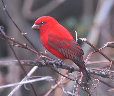 Scarlet Finch (Haematospiza sipahi) by Nikhil Devasar