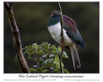 New Zealand Pigeon (Hemiphaga novaeseelandiae) by Ian