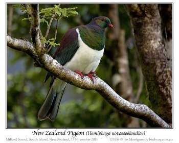 New Zealand Pigeon (Hemiphaga novaeseelandiae) by Ian