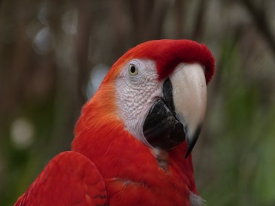 Scarlet Macaw (Ara macao) by Lee at Brevard Zoo