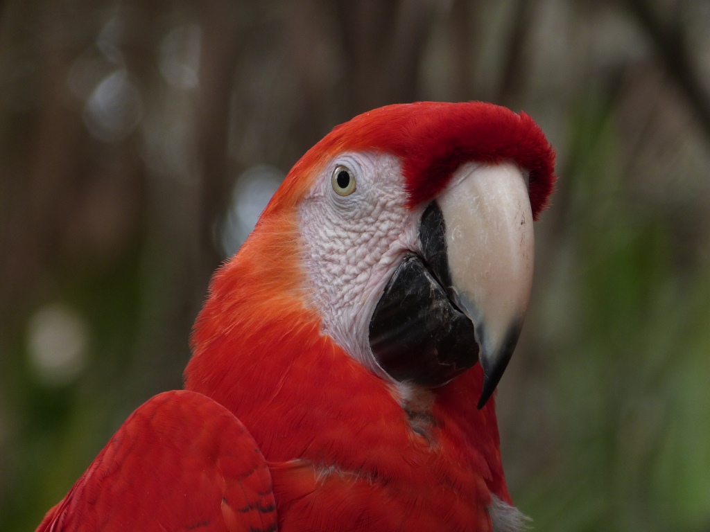 Scarlet Macaw (Ara macao) by Lee at Brevard Zoo