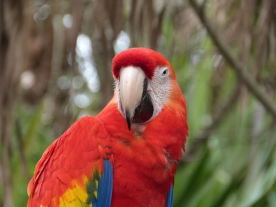 Scarlet Macaw (Ara macao) by Lee