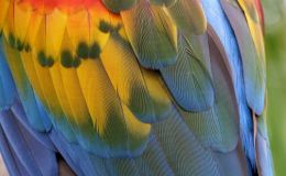Evolution of Feathers – Creation&nbsp;Moments