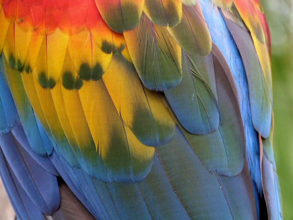 Scarlet Macaw (Ara macao) Feathers - Brevard Zoo