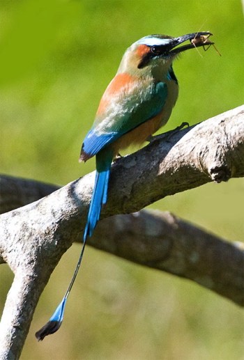 Turquoise-browed Motmot (Eumomota superciliosa)-closeup from JJSJ