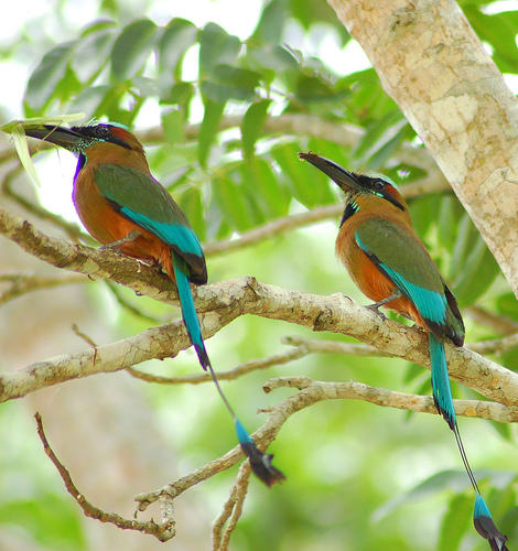 Turquoise-browed Motmot (Eumomota superciliosa) from JJSJ perching
