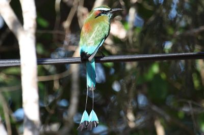 Turquoise-browed Motmot (Eumomota superciliosa) ©WikiC