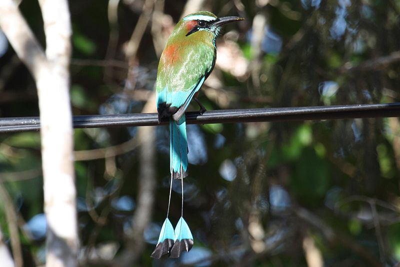 Turquoise-browed Motmot (Eumomota superciliosa) ©WikiC
