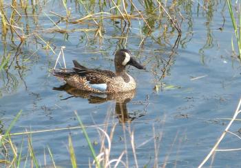 Blue-winged Teal Viera Wetlands by Lee