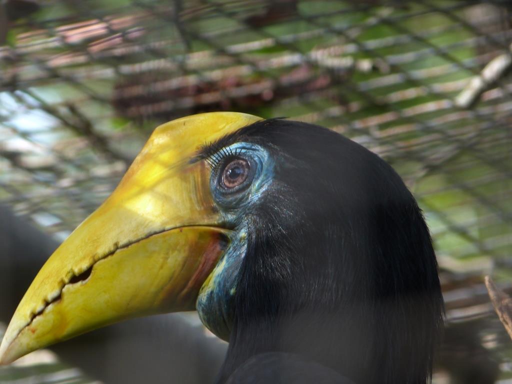 Wrinkled Hornbill Brevard Zoo by Dan thru the cage