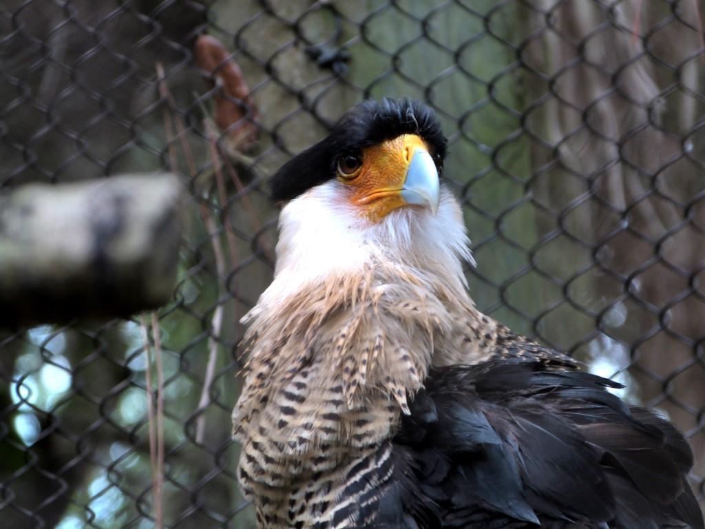 Caracara Brevard Zoo by Dan