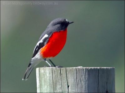Flame Robin by Ian