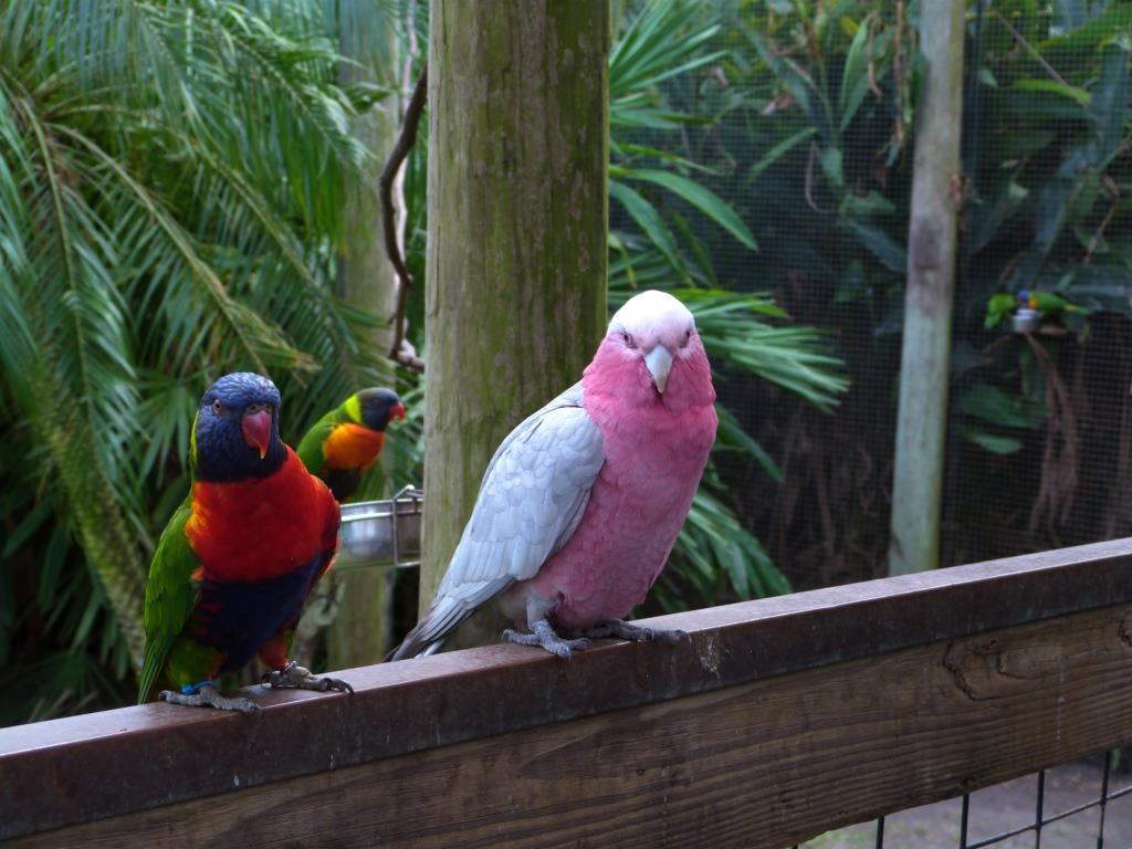 Galah and Rainbow Lorikeet Brevard Zoo by Lee