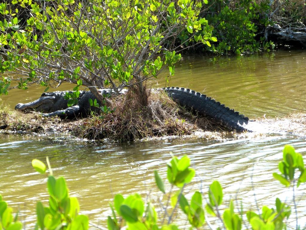 Gator about 12 ft MINWR Black Pt Drv by Lee