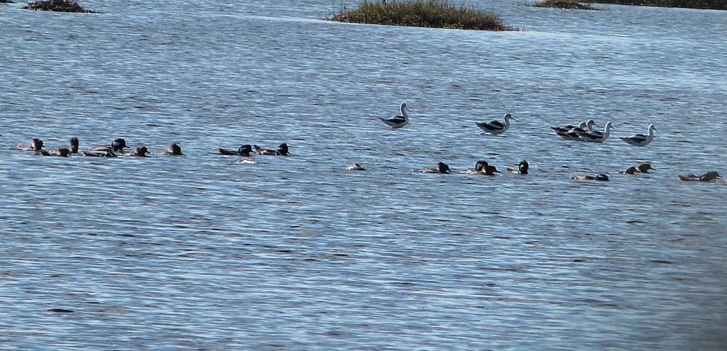 Hooded Merganser and American Avocet MINWR Black Pt Drv by Lee crop