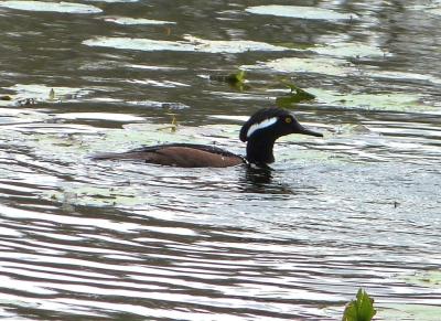 Hooded Merganser Viera Wetlands in clear with hood down.
