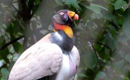 Lee’s Four Word Thursday – Vulture’s&nbsp;Eye